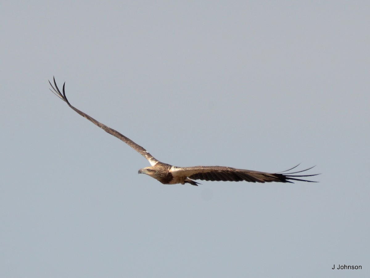 White-bellied Sea-Eagle - Jaichand Johnson