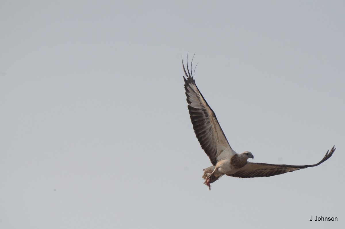 White-bellied Sea-Eagle - ML616811109