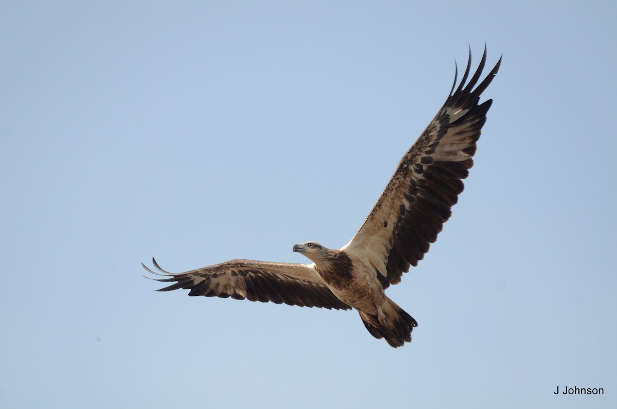 White-bellied Sea-Eagle - ML616811110