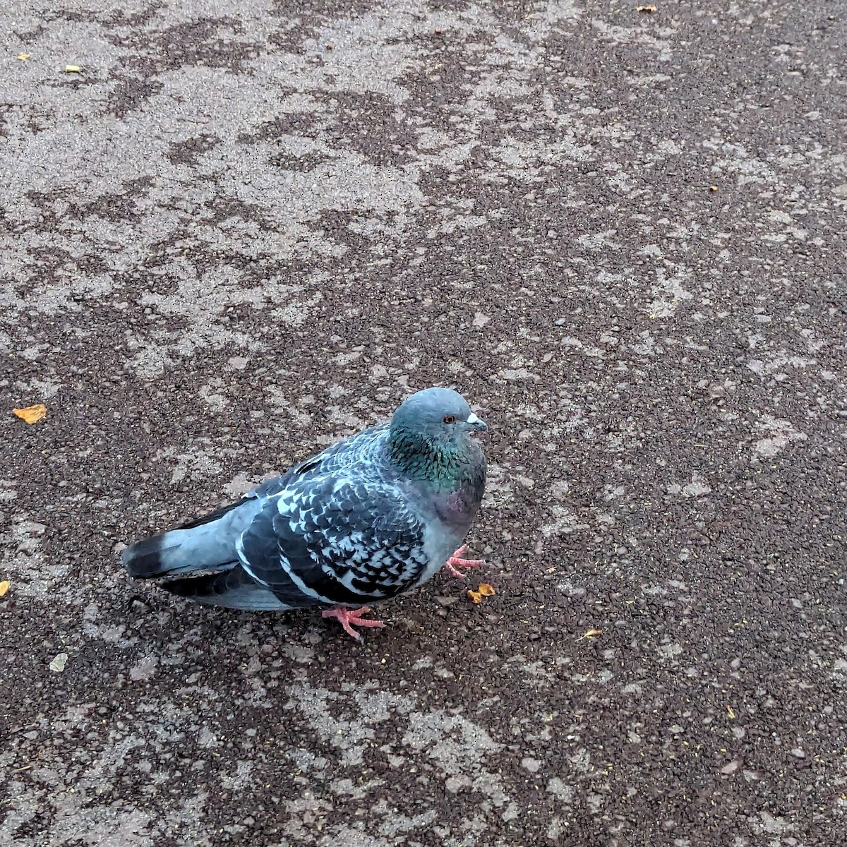 Rock Pigeon (Feral Pigeon) - ML616811137