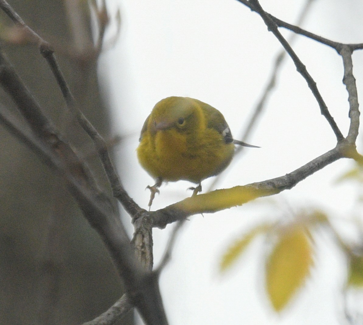 Pine Warbler - ML616811175