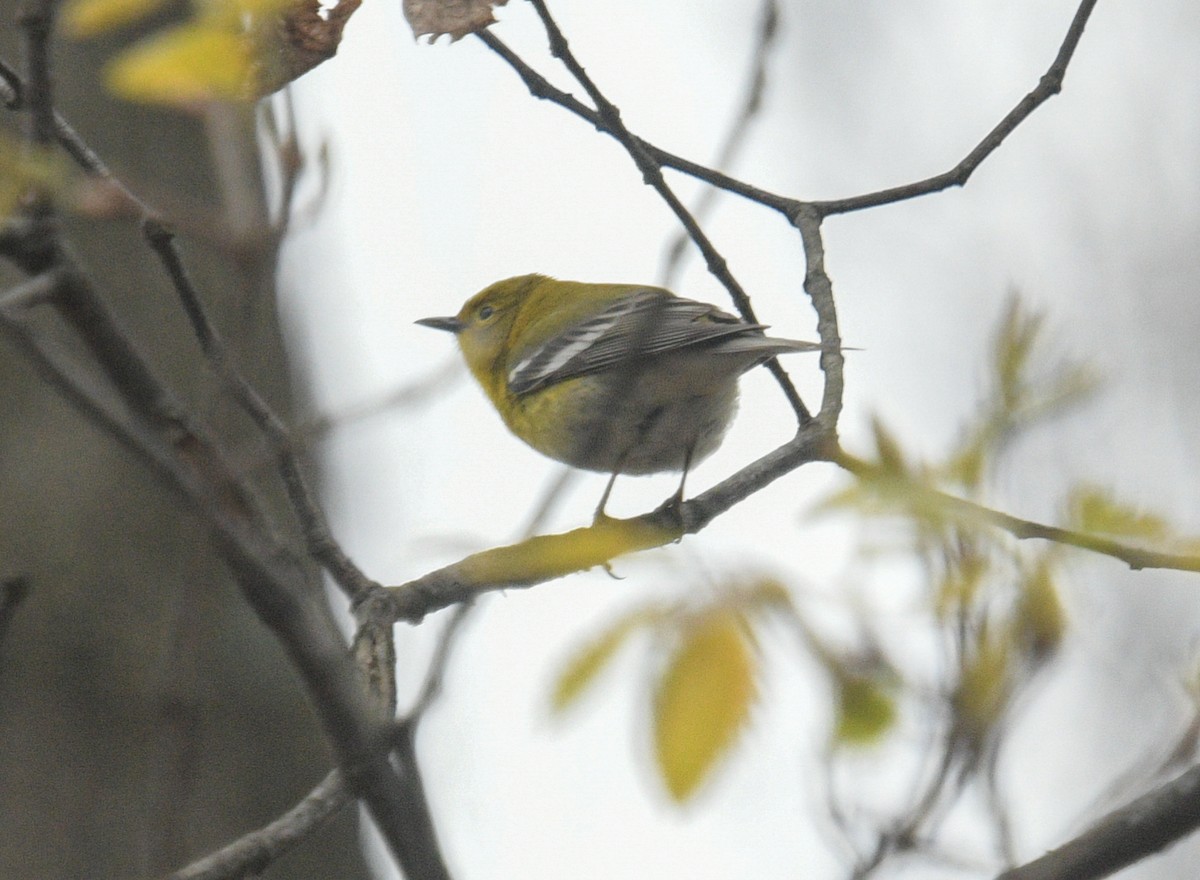Pine Warbler - ML616811176