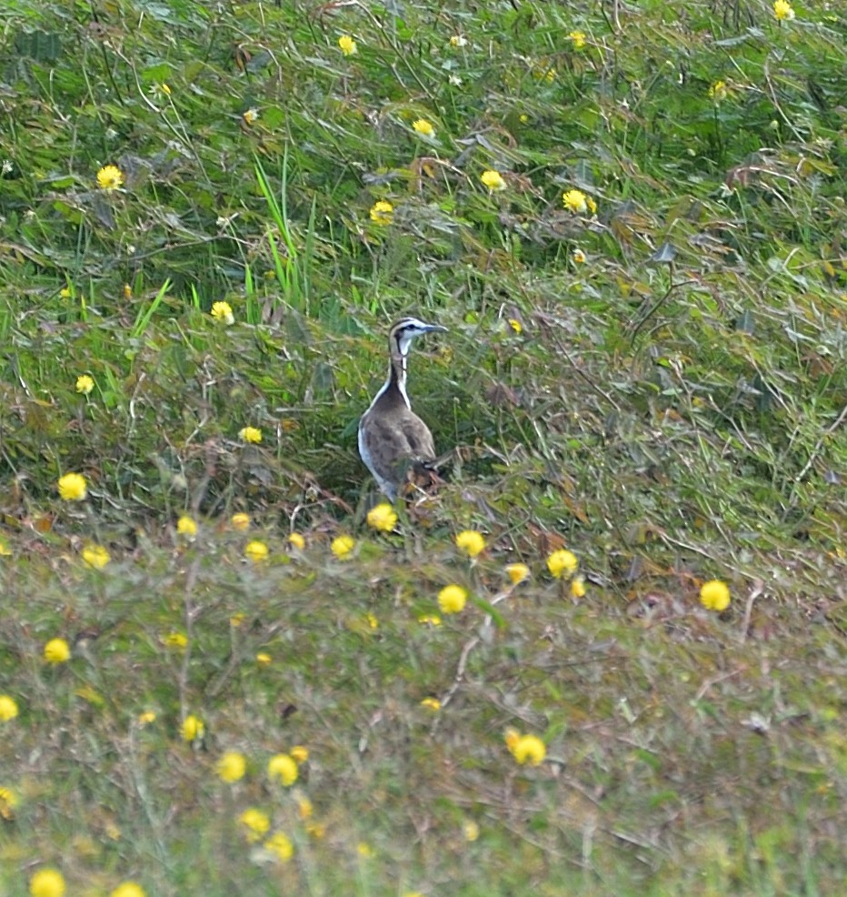 Pheasant-tailed Jacana - Lor. Jerun Kid