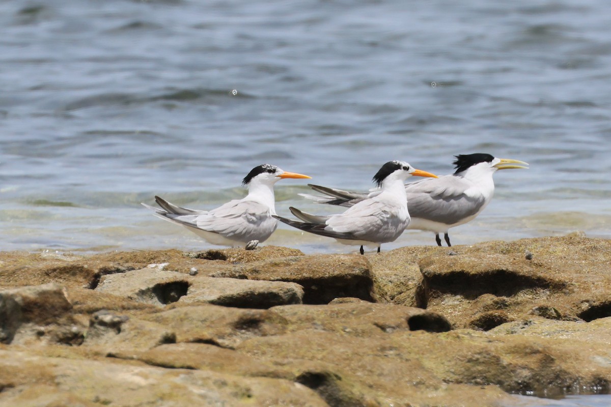 Lesser Crested Tern - ML616811204