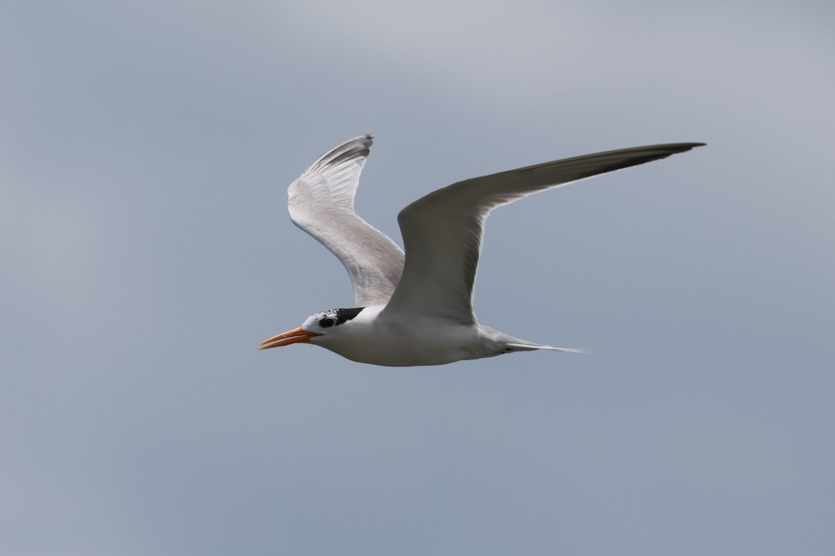 Lesser Crested Tern - ML616811206