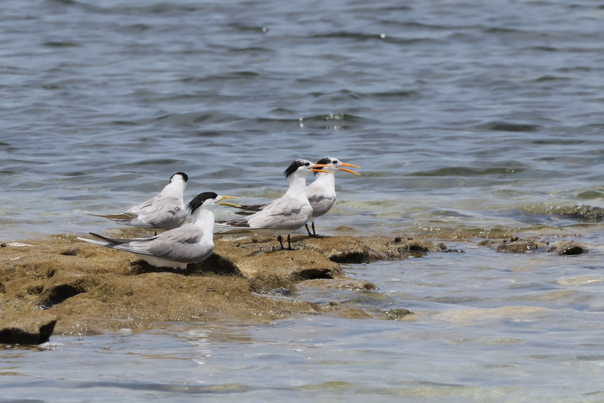 Lesser Crested Tern - ML616811207