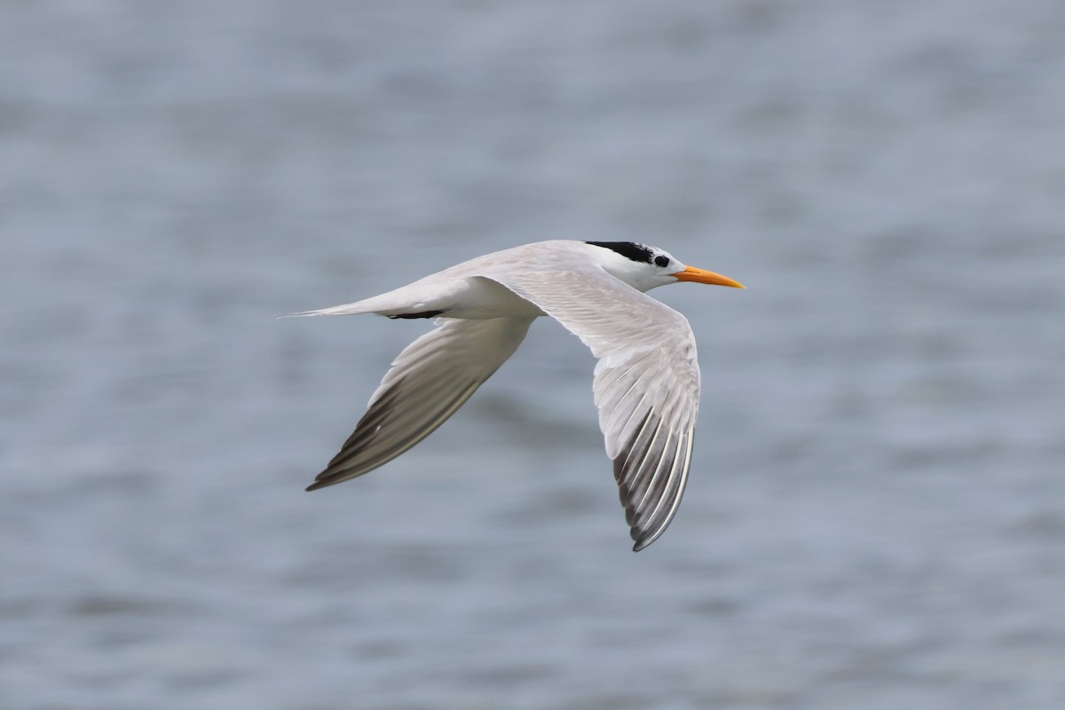 Lesser Crested Tern - ML616811208