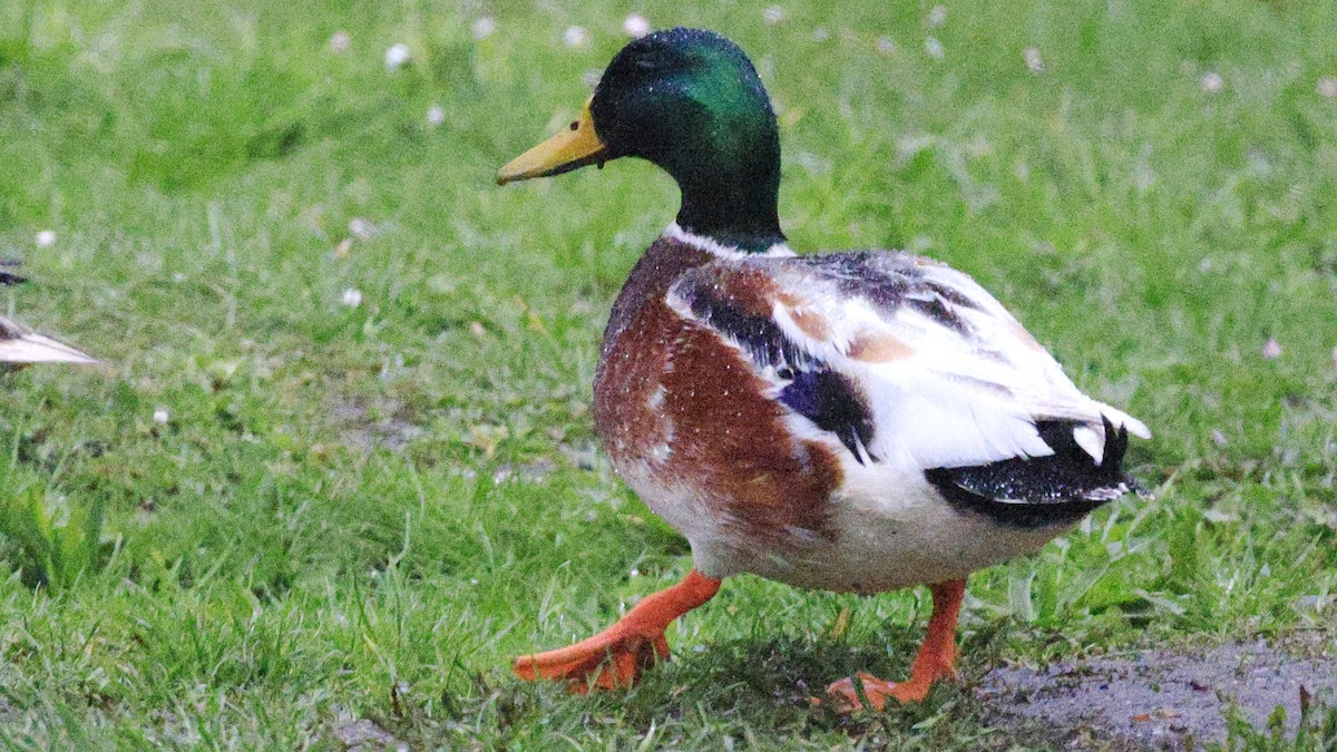 Mallard (Domestic type) - ML616811209