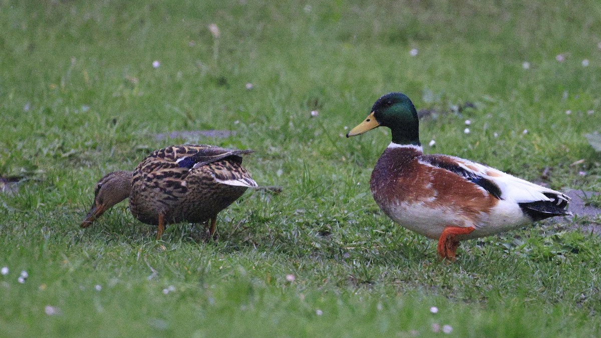 Mallard (Domestic type) - ML616811210