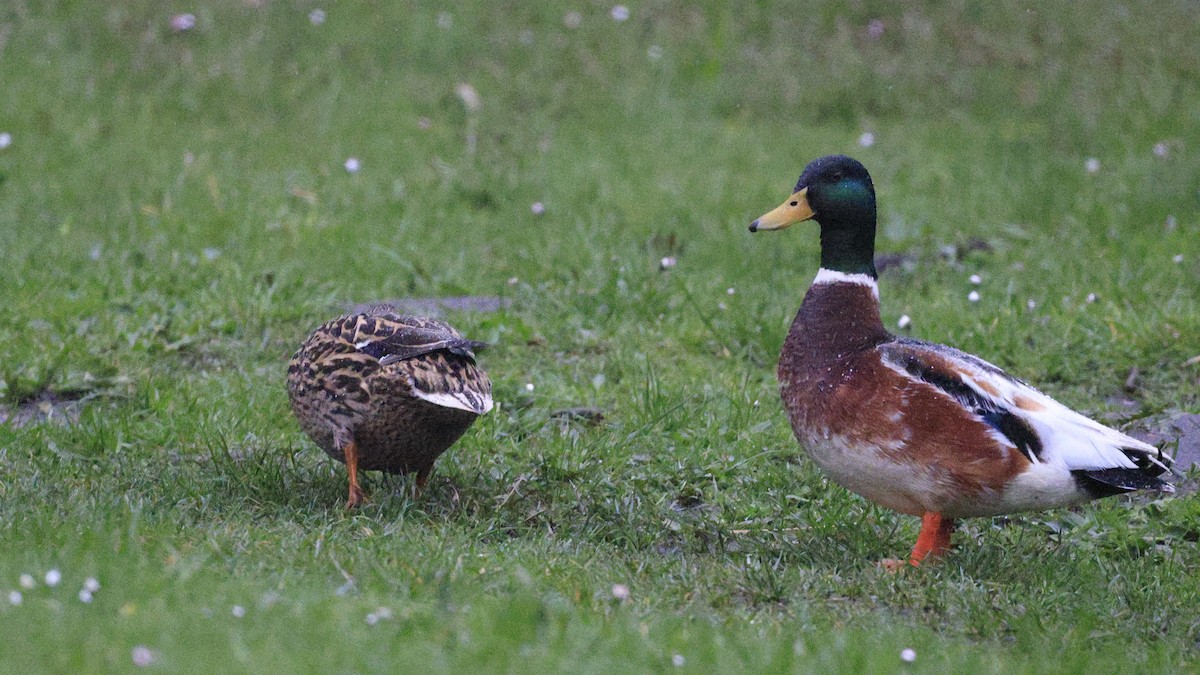 Mallard (Domestic type) - ML616811211