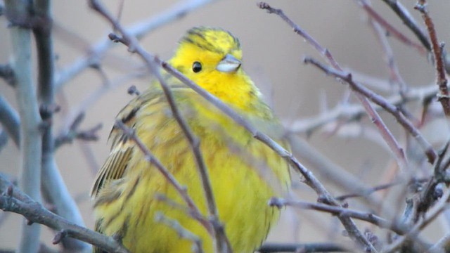 Bruant jaune - ML616811227