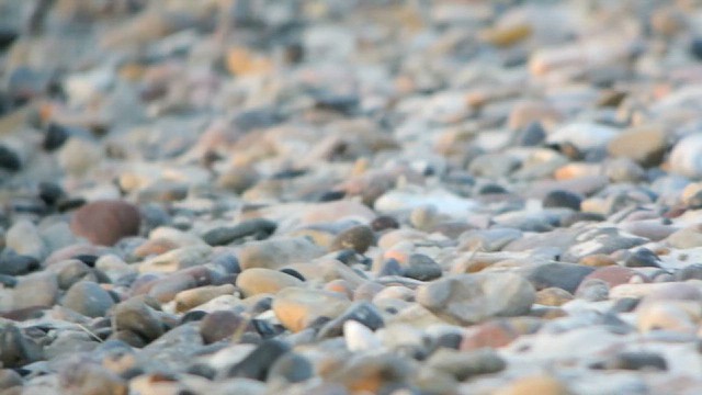 Snow Bunting - ML616811238