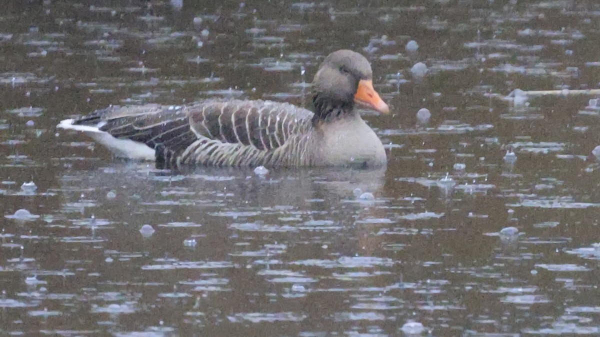 Graylag Goose - ML616811239