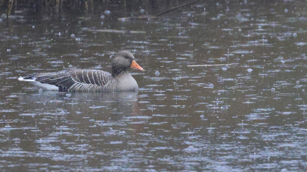 Graylag Goose - ML616811240