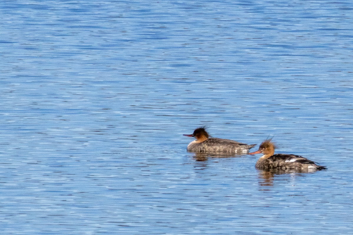 Red-breasted Merganser - ML616811246