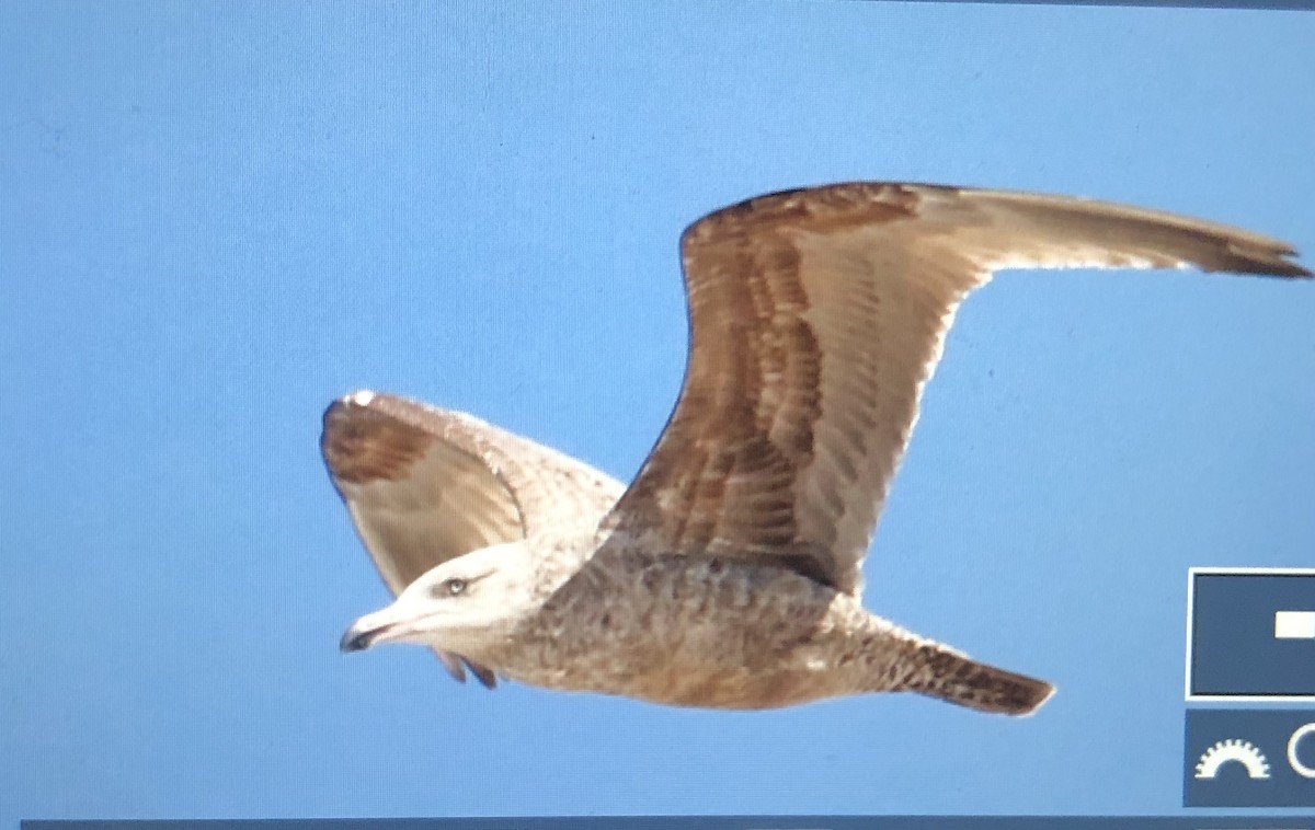 Herring Gull - Jules S