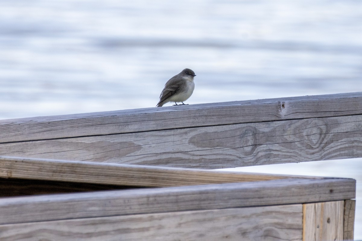 Eastern Phoebe - ML616811280