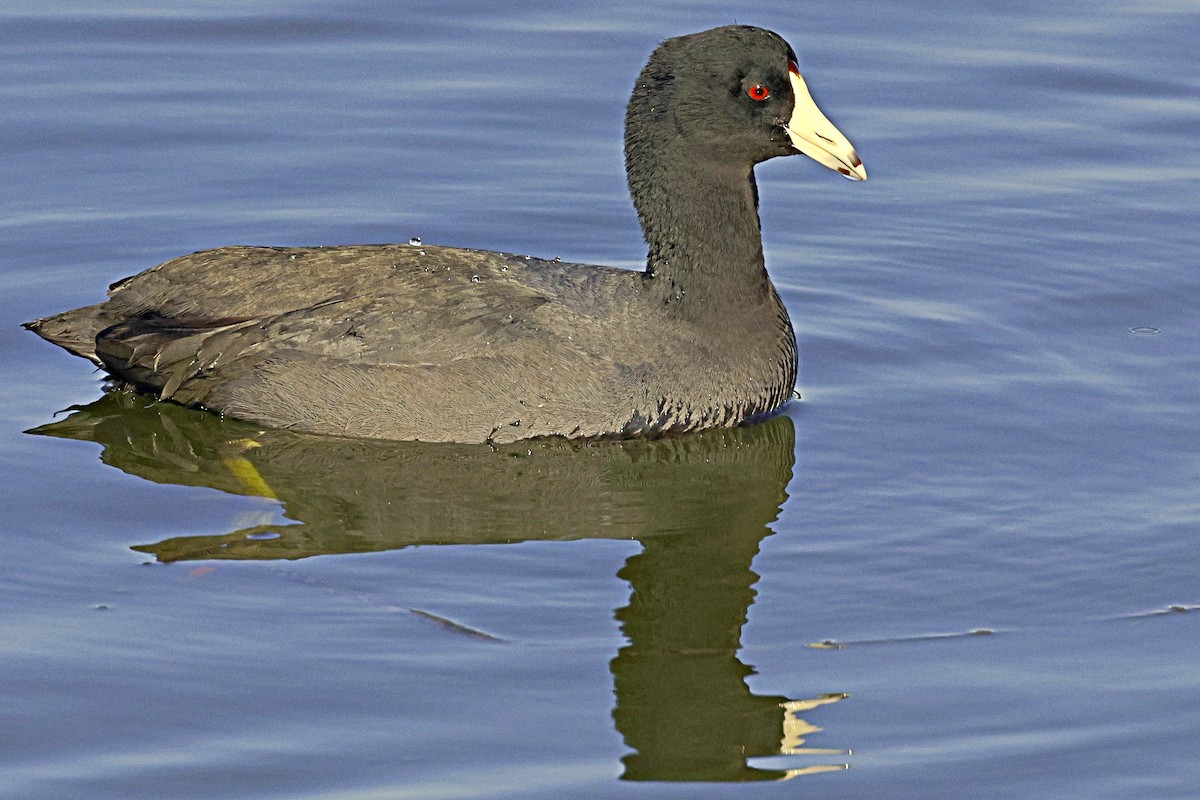 American Coot - ML616811287