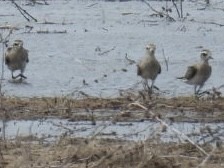 American Golden-Plover - ML616811293