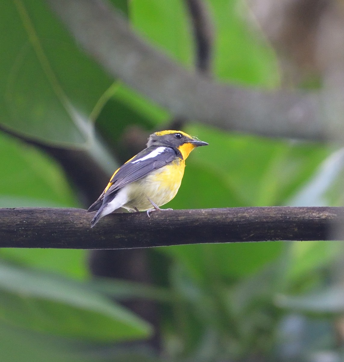 Narcissus Flycatcher - Lor. Jerun Kid