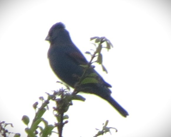 Blue Grosbeak - Brian Johnston