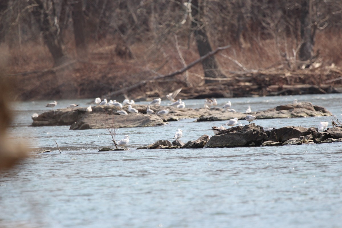 Ring-billed Gull - Jeff Smith