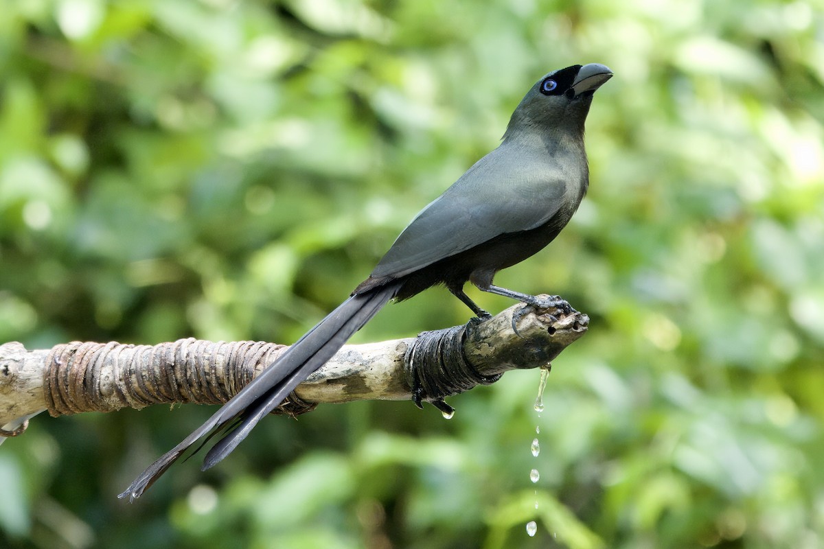 Racket-tailed Treepie - ML616811417