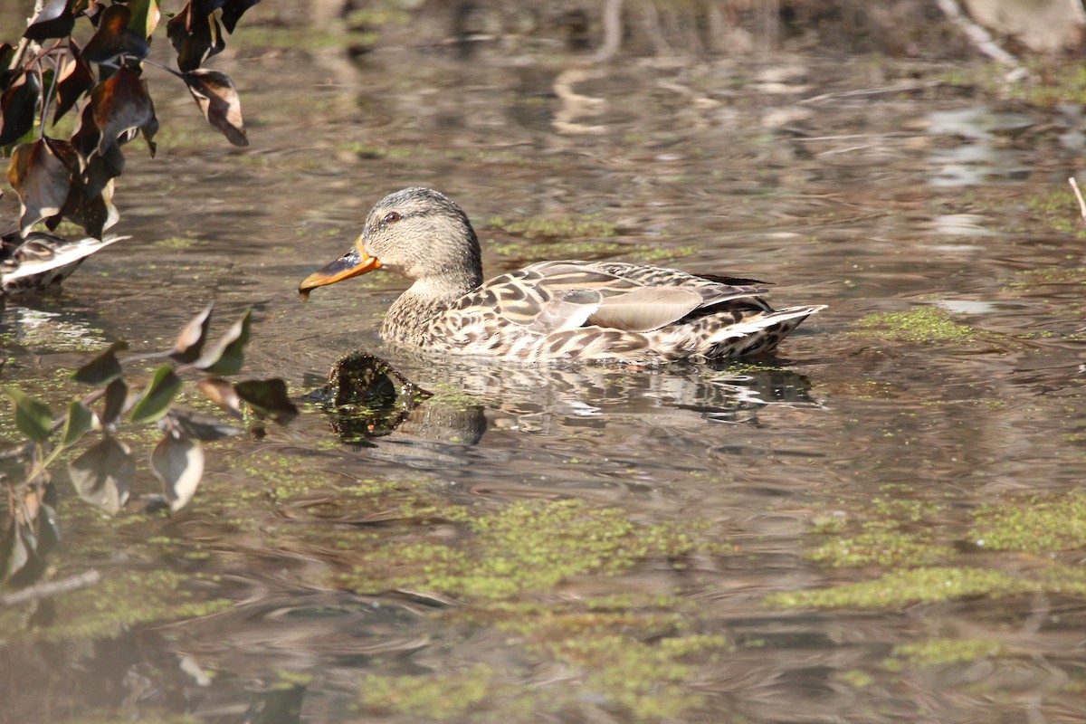 Mallard - Jeff Smith