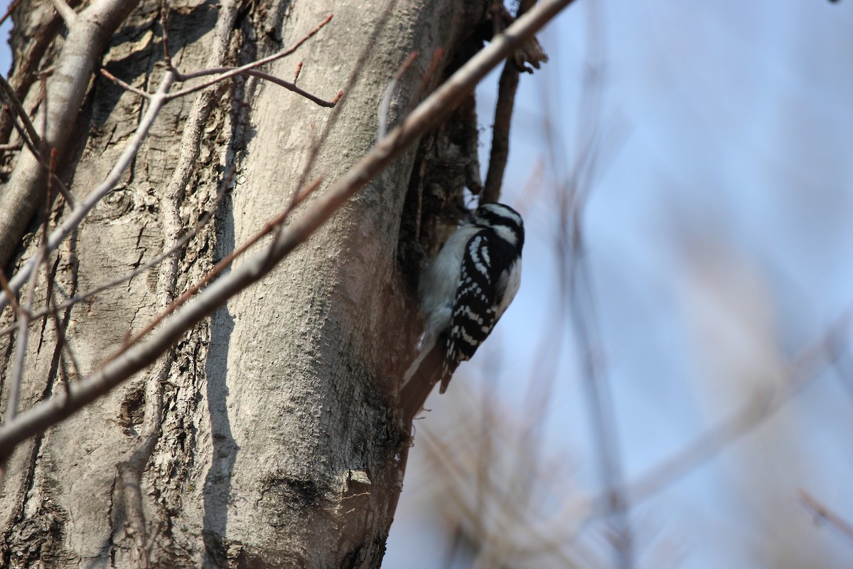 Downy Woodpecker - ML616811455