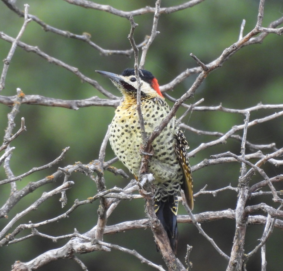 Green-barred Woodpecker - John Toldi