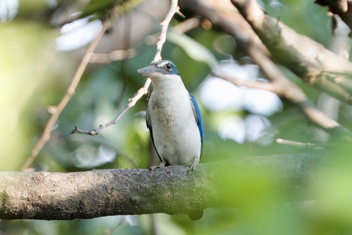 Collared Kingfisher (Oriental) - ML616811537