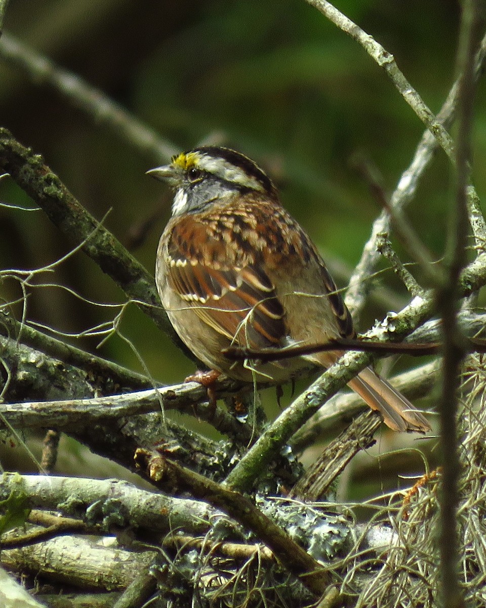 White-throated Sparrow - ML616811592