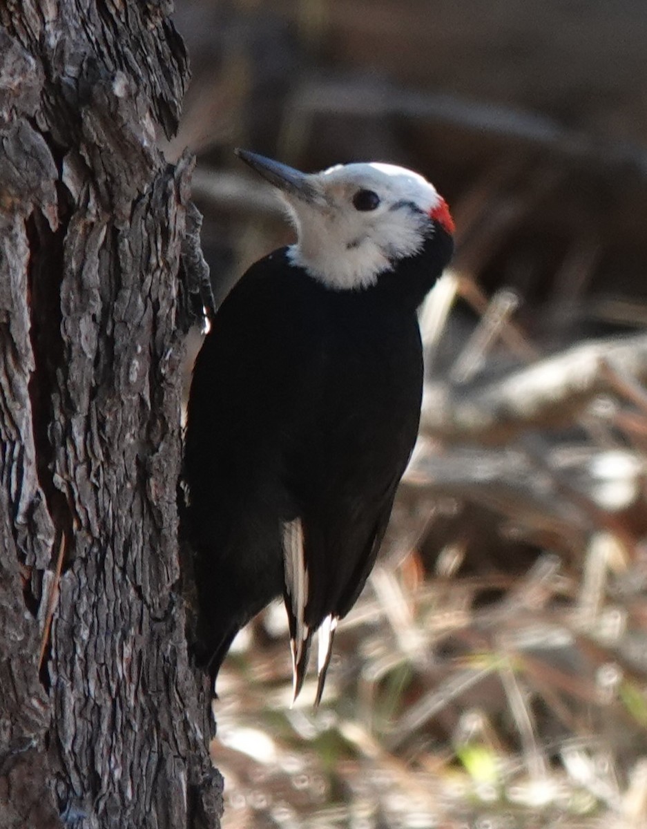White-headed Woodpecker - ML616811600