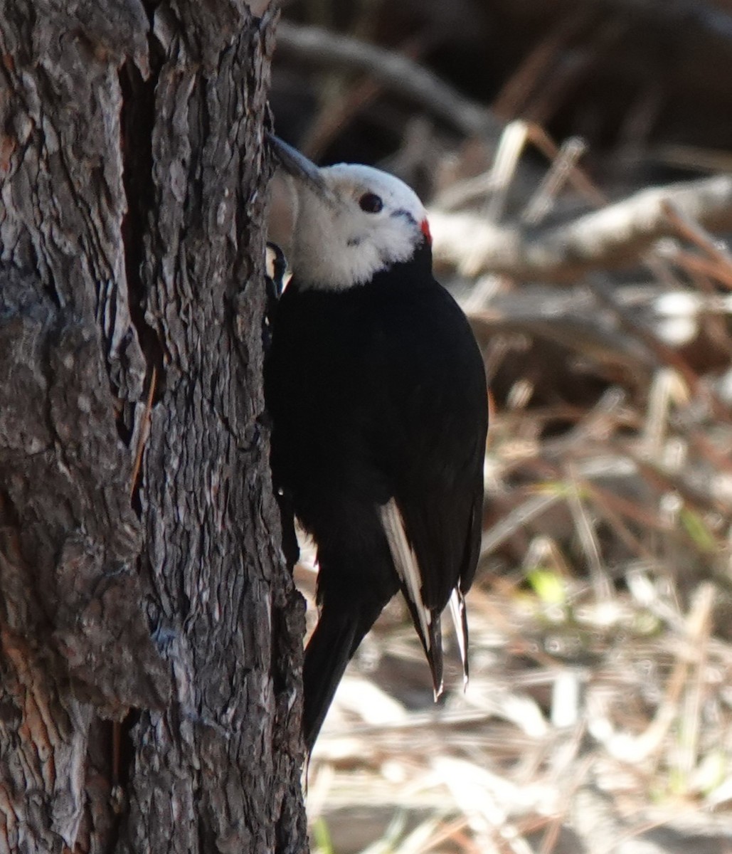 White-headed Woodpecker - ML616811604