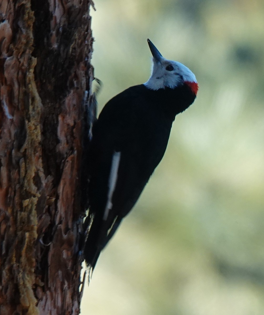 White-headed Woodpecker - ML616811606