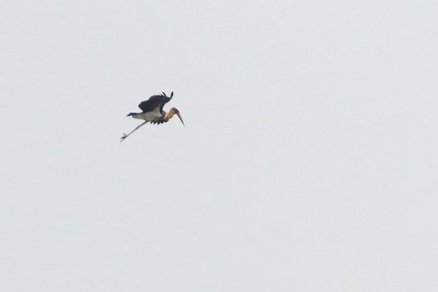 Lesser Adjutant - ML616811607