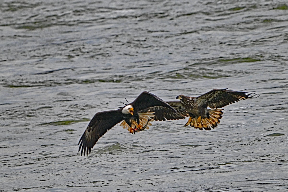 Bald Eagle - Paul Nale