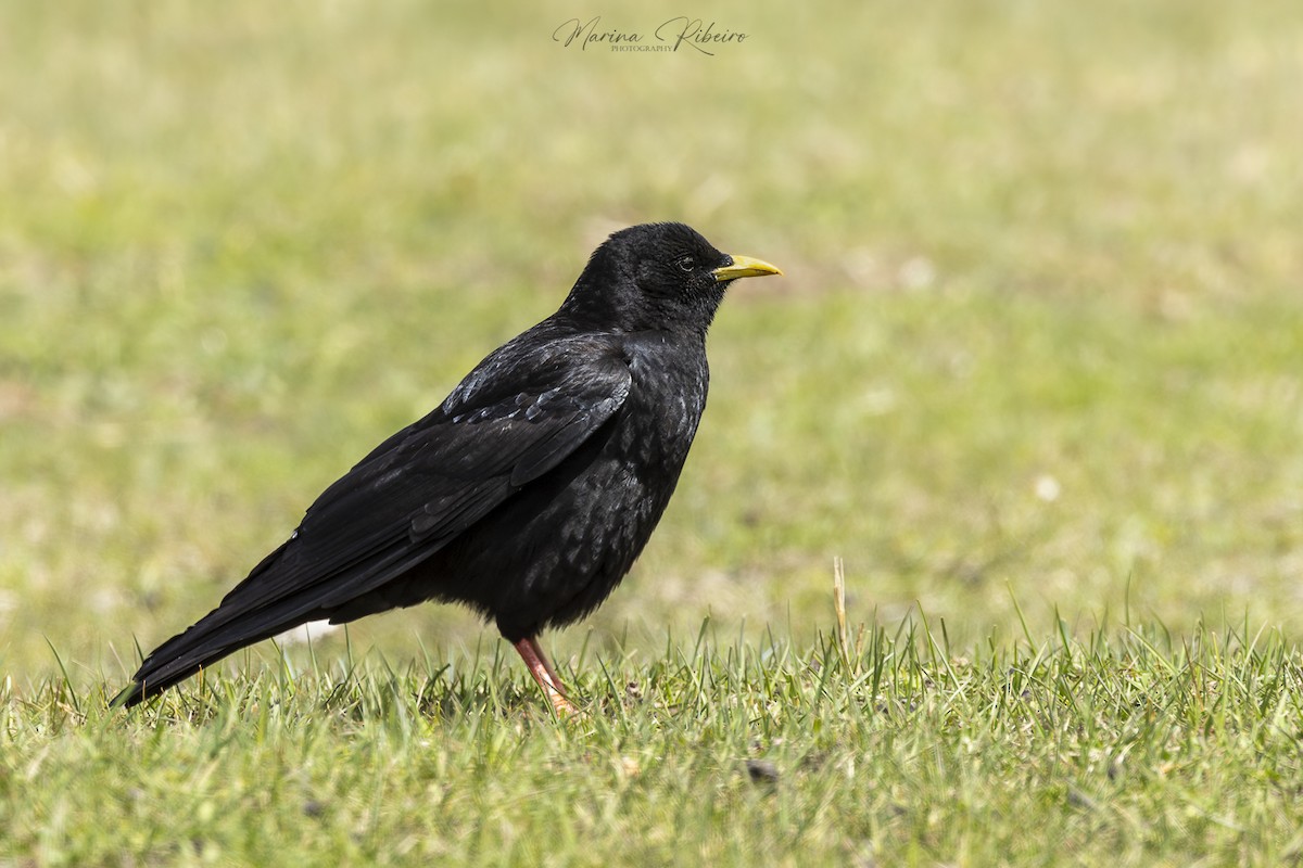 Yellow-billed Chough - ML616811654