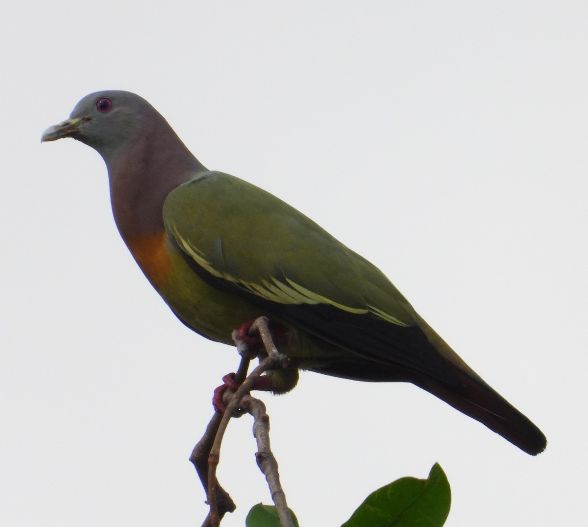 Pink-necked Green-Pigeon - ML616811673