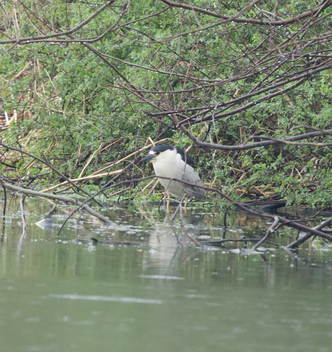 Black-crowned Night Heron - ML616811681