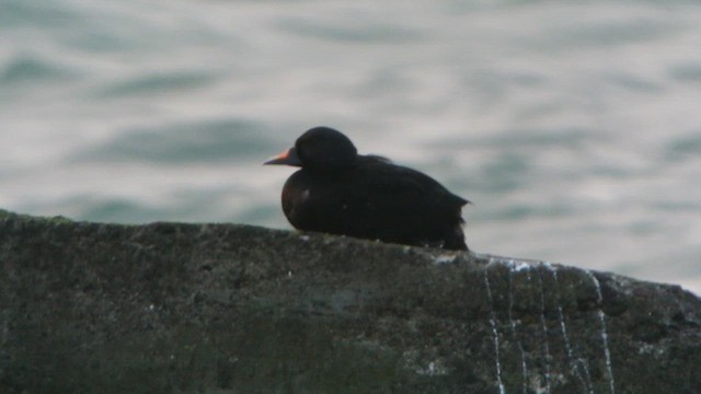 Common Scoter - ML616811707