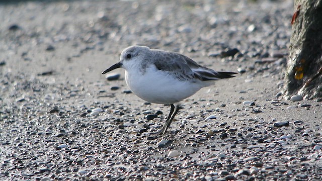 Bécasseau sanderling - ML616811718