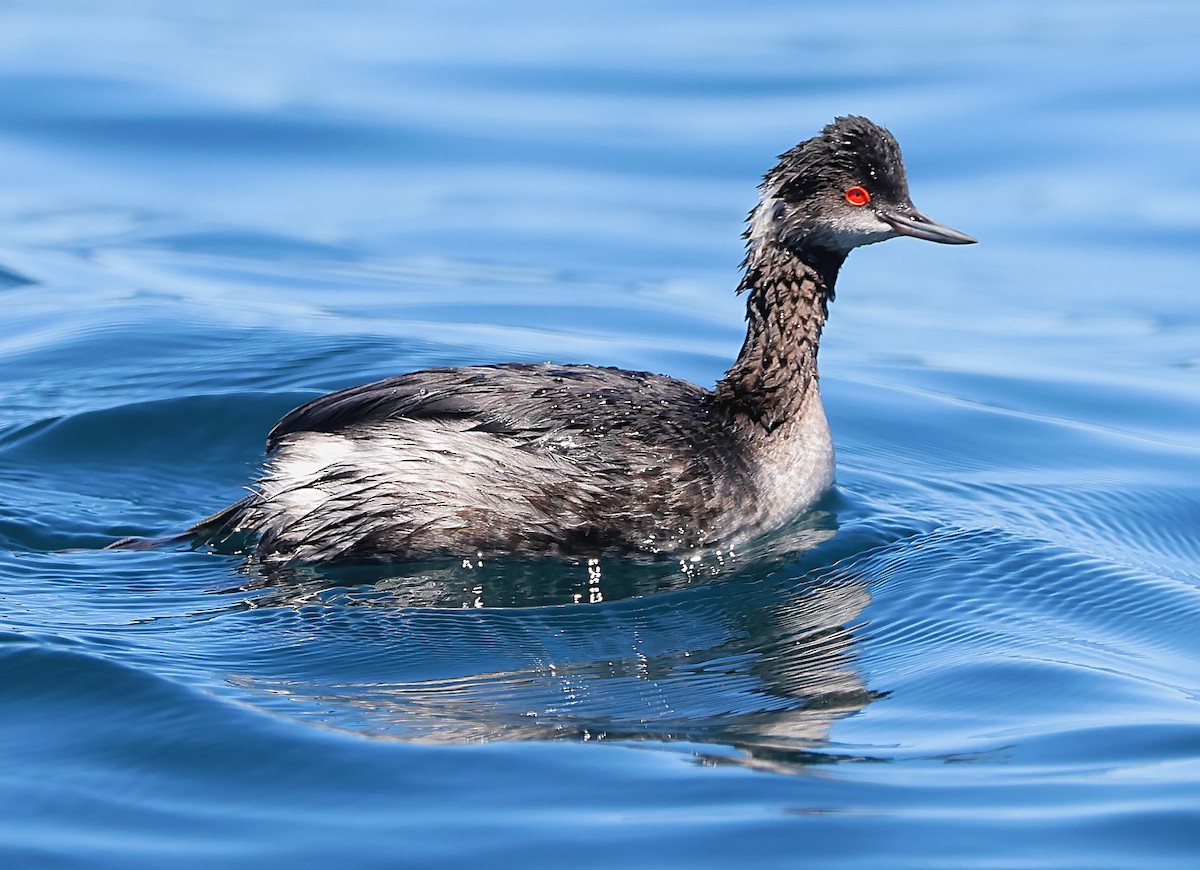 Eared Grebe - Gareth Hughes