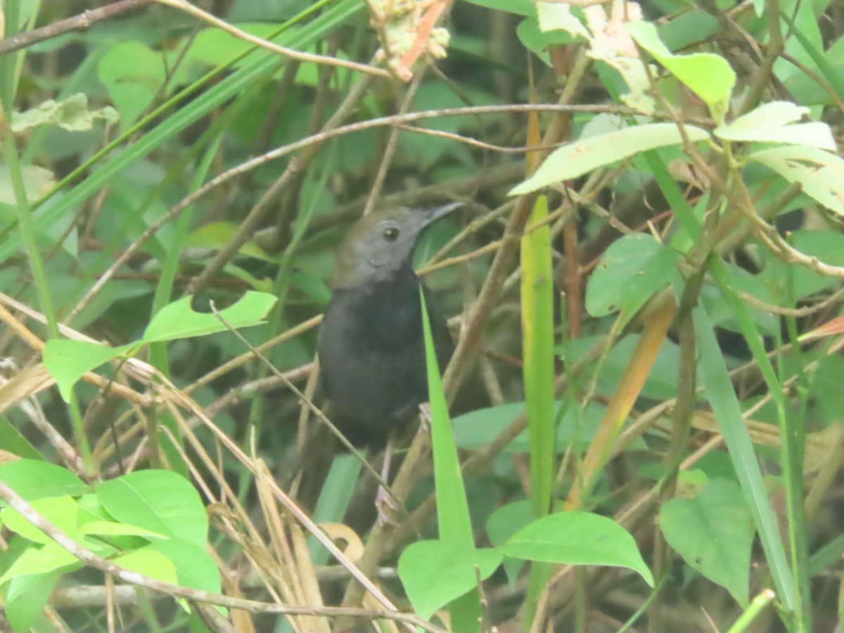 Black-throated Antbird - ML616811750