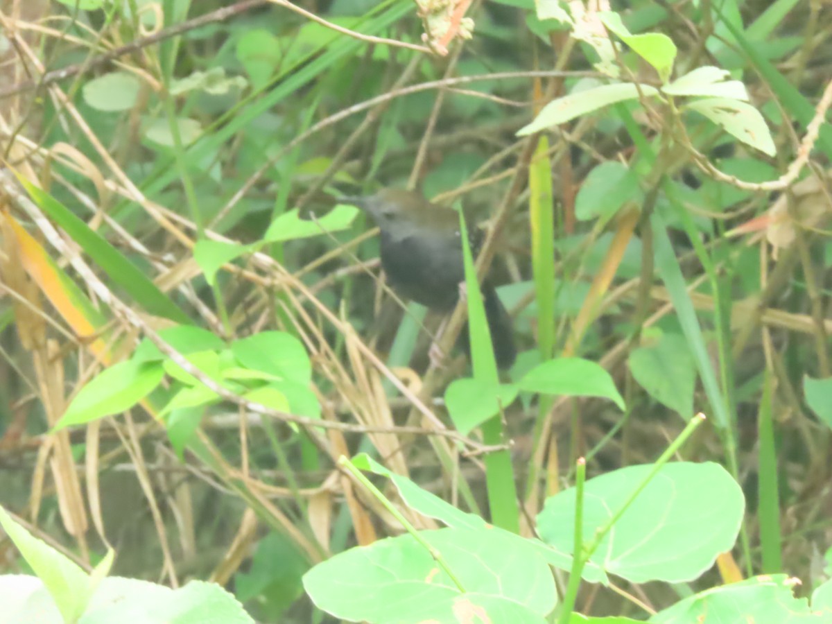 Black-throated Antbird - ML616811751