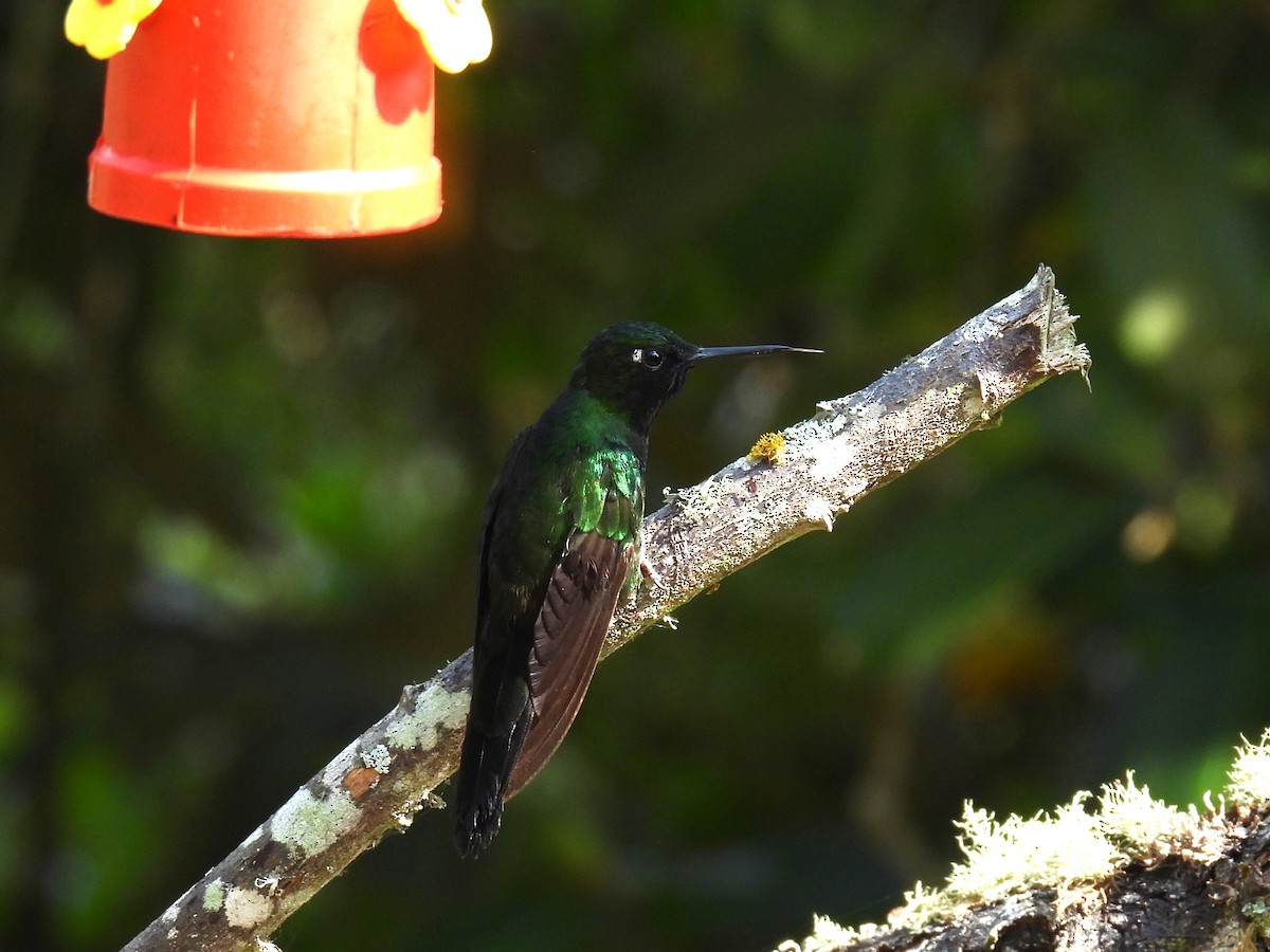 Goldbauchkolibri - ML616811763