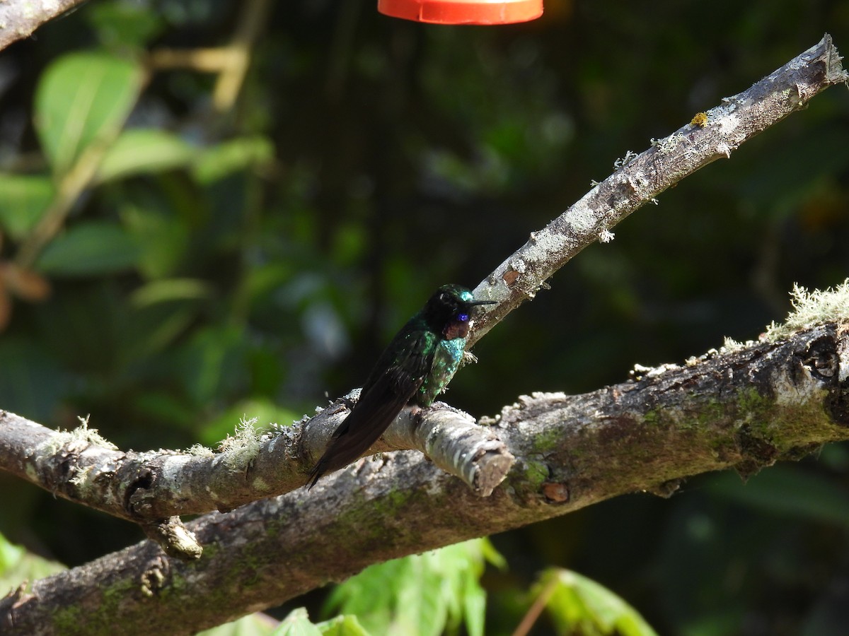 Goldbauchkolibri - ML616811766