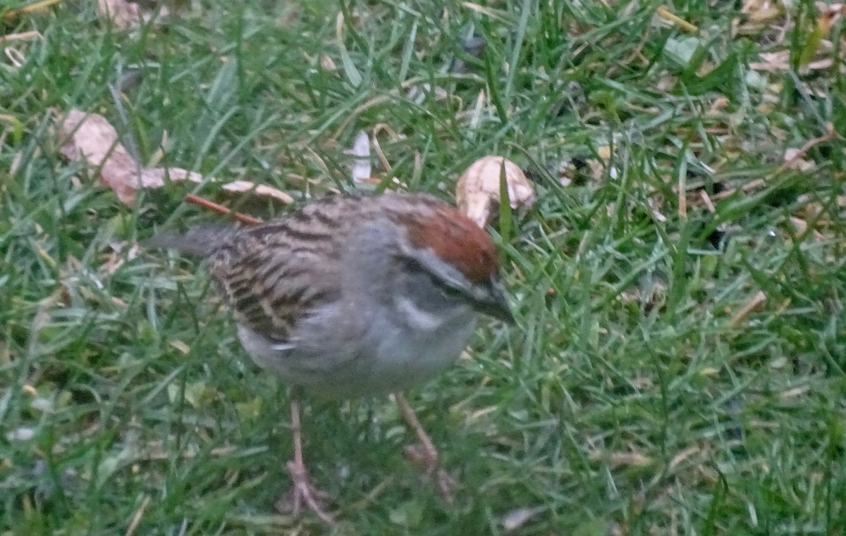 Chipping Sparrow - ML616811801