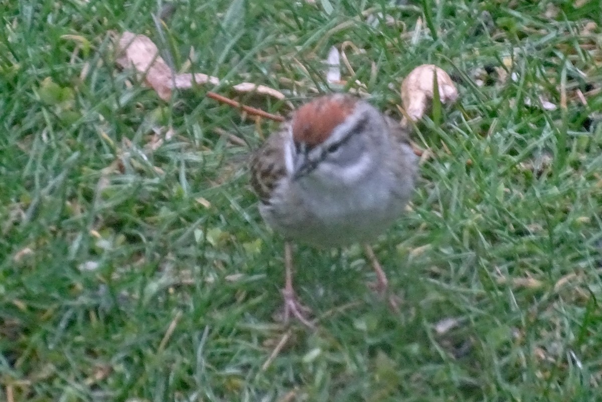 Chipping Sparrow - ML616811802
