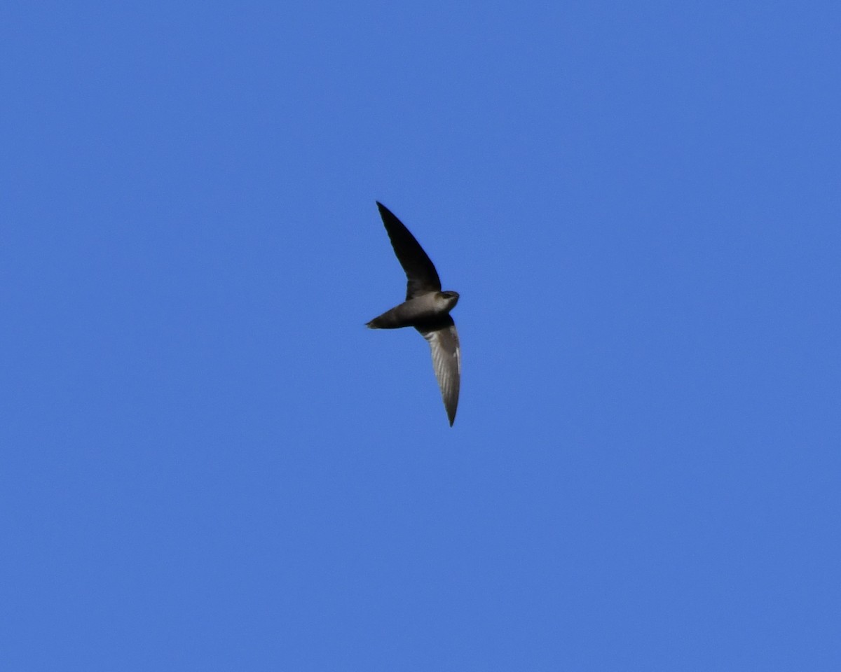 Chimney Swift - ML616811803